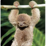 SLOTHY AND Friends