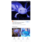 Blue axolotl s