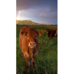 Cows and Bears Chat!