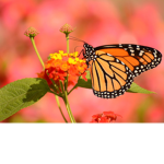 Butterfly’s garden