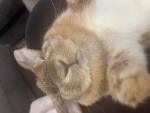 My bunny named honey