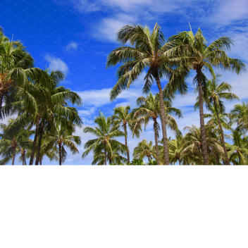 Tropical Tycoon