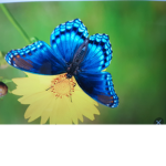 Maddie butterflies
