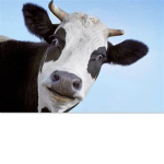 #CowGang.