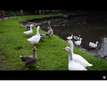 The goose military