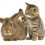 GLUMP