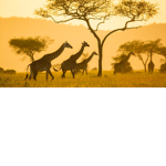 Official Safari Squad