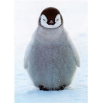 Ice Penguin