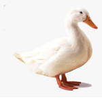 CriticalDucky