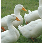 Quacking Community