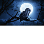 Night owl1234