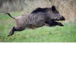 Pig game studios