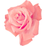<3~Rose Clothes~<3