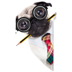 Pug Squad of Africa