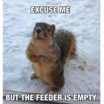 Squirrel hang out