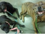 Do you like dogs join this group