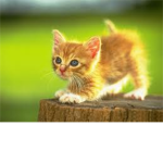 Cat luvers  Only