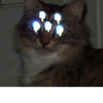 the cute magic cats and dogs