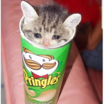 Sad Weird Cats