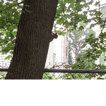 THE SQIRREL