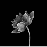 The Order of The Black Lotus | 莲花