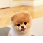 That is my baby doggy