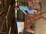 Horse.