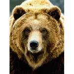 grizz studios