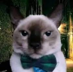 Kedi Studio