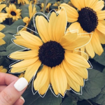 THE SUNSHINE ARMY!!!!