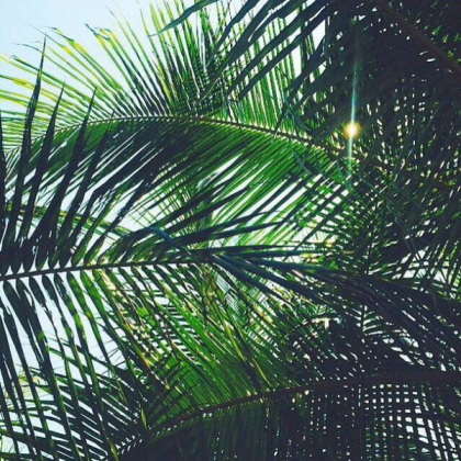 green aesthetic Roblox decal
