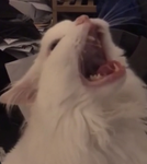 Screaming in a hole