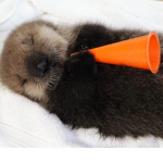 Joey the sea otter fan club