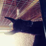 Llama drama queen