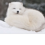 arctic crew