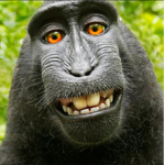 Monke tribe grrr