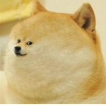 Doge Squad :]