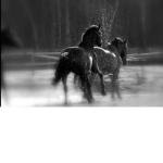 +*+RainFall Stables+*+
