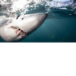 Da Sharkz Army