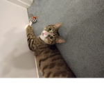 Dom's Custom Toys