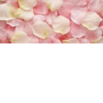 Petal Cafe!