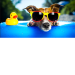 The Dogs In A Pool