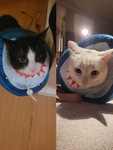 Cute Cat Foundation. Site SNOWBALL AND OREO