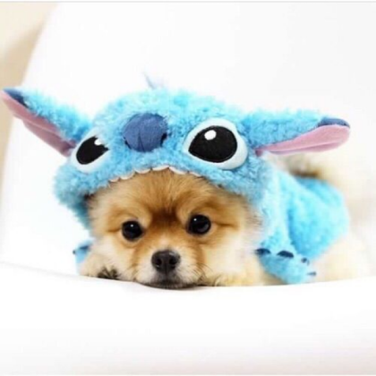 Cute Dog Roblox decal