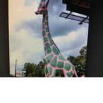 Giraffe turtle And Flamingo