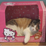 Sanrio Nerdies !!