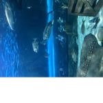 Ocean peace