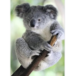 Kkoalas are cute