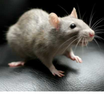 .Rat-Cult.