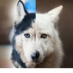 Dogs&Wolfs